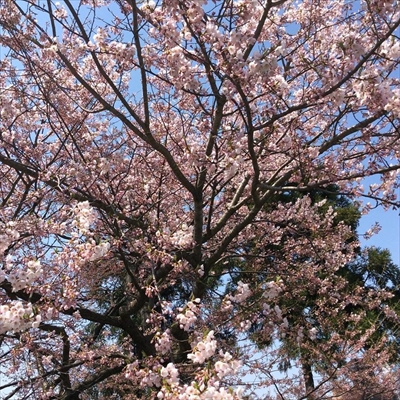 お店から程近い公園に毎年一足早く咲く桜があるのです